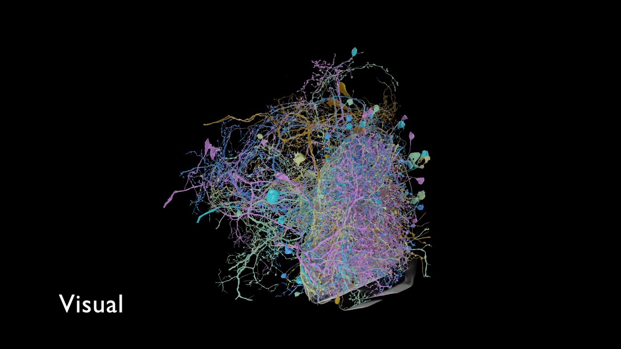 جوجل تنشر أكثر عمليات المسح الدماغي تفصيلًا